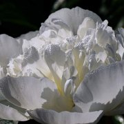 Flor blanca